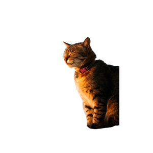 A Peaceful Tabby Cat Enjoys The Warm Sunlight On A Rooftop In Kathmandu, Nepal. 14773 - Cat PNG image with transparent background